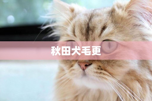 秋田犬毛更