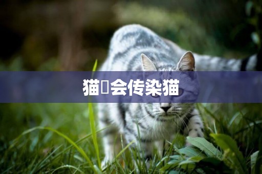 貓廯會傳染貓