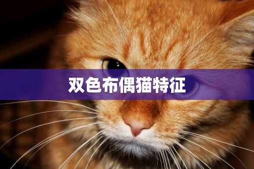 雙色布偶貓特征