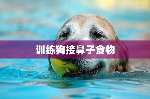 訓練狗接鼻子食物