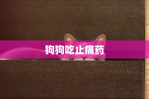 狗狗吃止痛藥