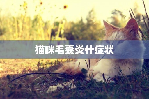 貓咪毛囊炎什癥狀