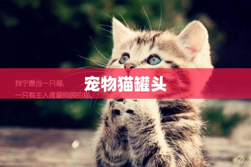 寵物貓罐頭