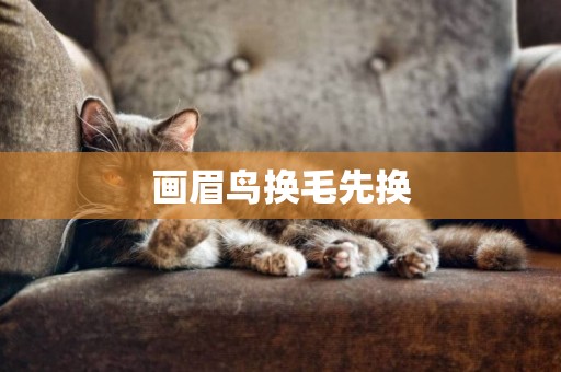 畫眉鳥換毛先換