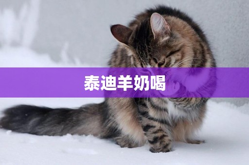 泰迪羊奶喝