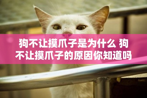 狗不讓摸爪子是為什么 狗不讓摸爪子的原因你知道嗎
