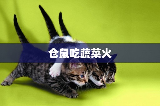 倉鼠吃蔬菜火