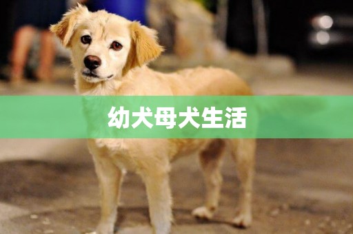 幼犬母犬生活