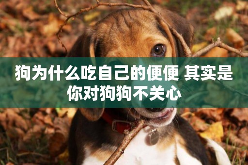 狗為什么吃自己的便便 其實是你對狗狗不關心