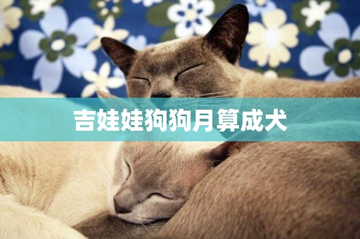 吉娃娃狗狗月算成犬