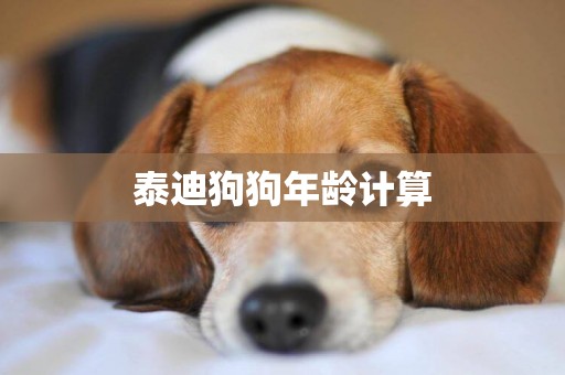 泰迪狗狗年齡計算