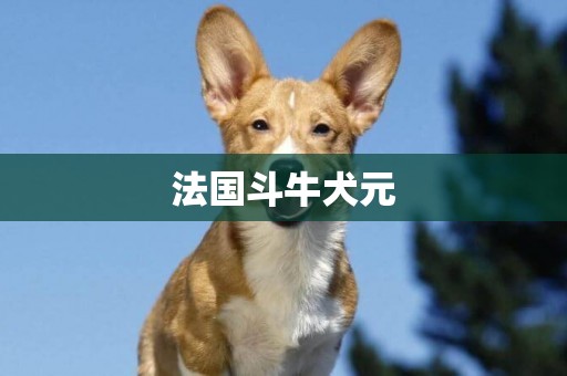 法國斗牛犬元