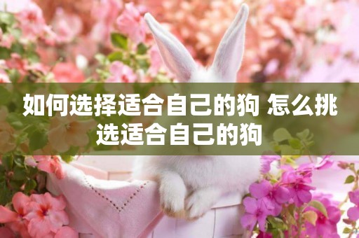 如何選擇適合自己的狗 怎么挑選適合自己的狗