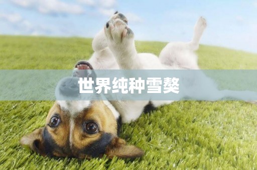 世界純種雪獒