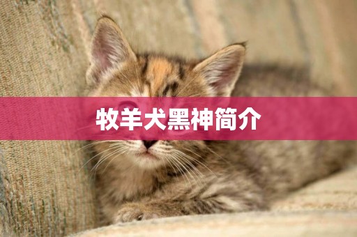 牧羊犬黑神簡介