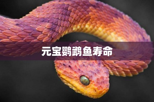 元寶鸚鵡魚壽命