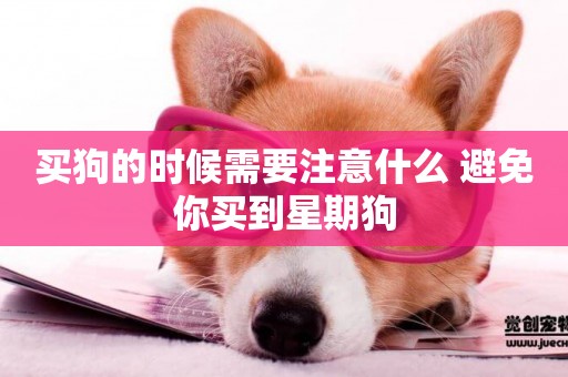 買狗的時候需要注意什么 避免你買到星期狗