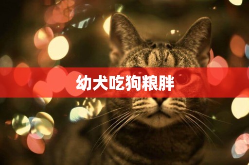 幼犬吃狗糧胖