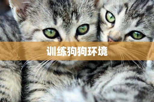 訓練狗狗環境