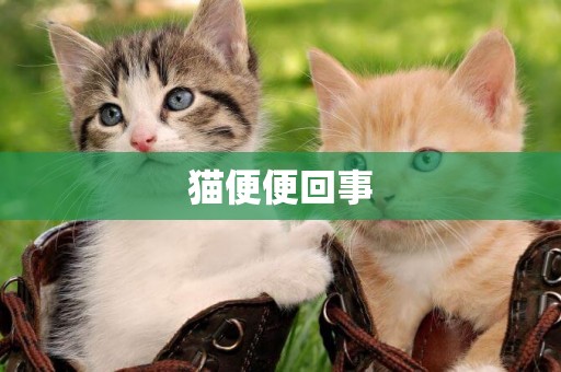 貓便便回事
