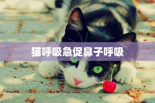 貓呼吸急促鼻子呼吸