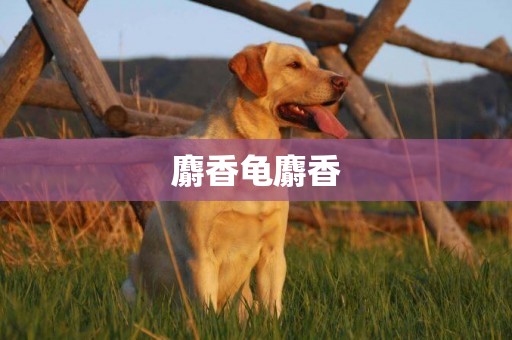 麝香龜麝香