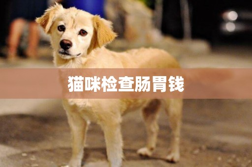 貓咪檢查腸胃錢