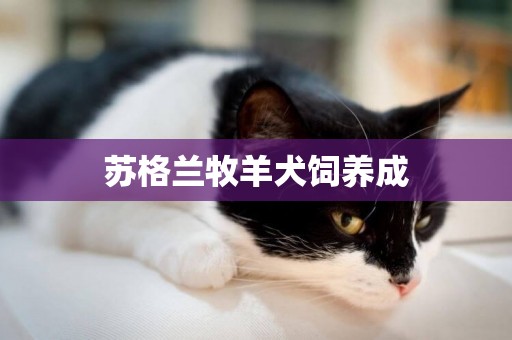 蘇格蘭牧羊犬飼養成