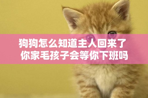 狗狗怎么知道主人回來了 你家毛孩子會等你下班嗎