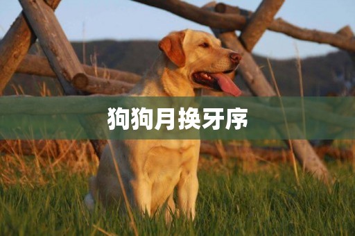 狗狗月換牙序