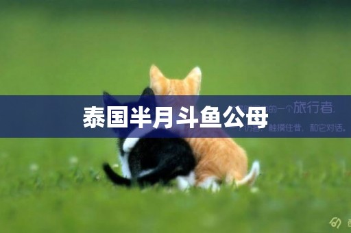 泰國半月斗魚公母