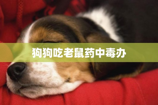 狗狗吃老鼠藥中毒辦