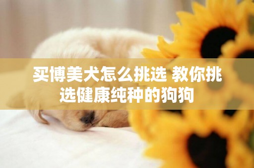 買博美犬怎么挑選 教你挑選健康純種的狗狗