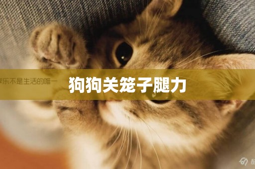狗狗關籠子腿力