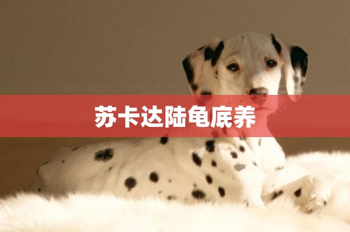 蘇卡達陸龜底養