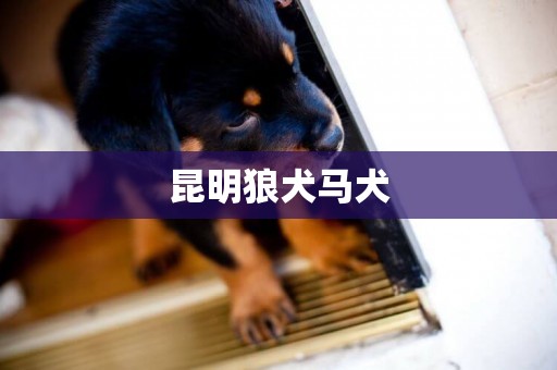 昆明狼犬馬犬