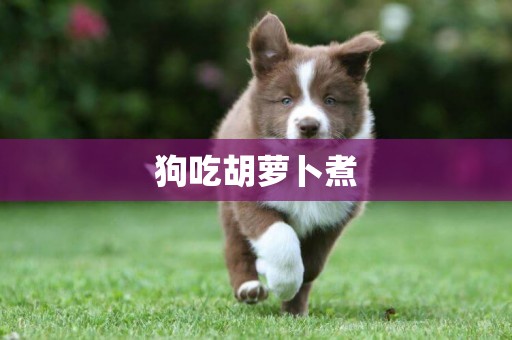 狗吃胡蘿卜煮