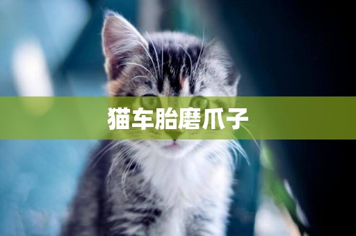 貓車胎磨爪子