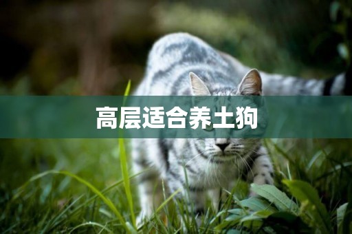 高層適合養土狗