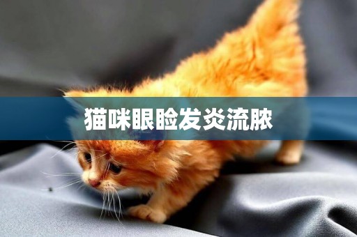 貓咪眼瞼發炎流膿