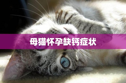 母貓懷孕缺鈣癥狀