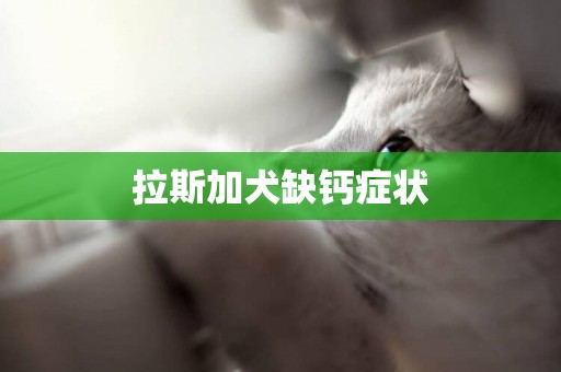 拉斯加犬缺鈣癥狀