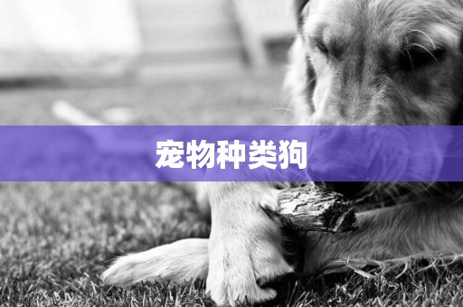 寵物種類狗