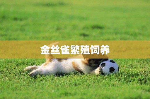 金絲雀繁殖飼養