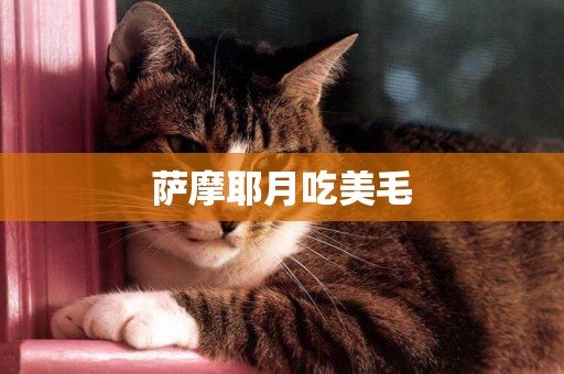 薩摩耶月吃美毛