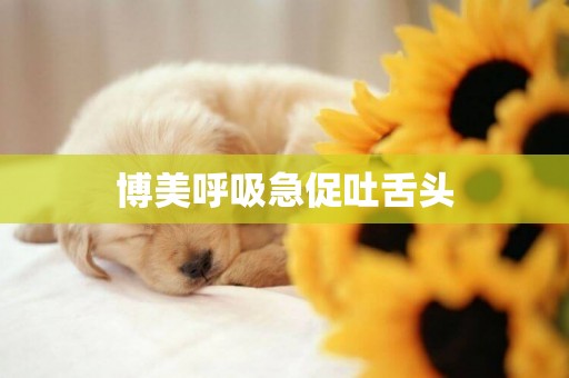 博美呼吸急促吐舌頭