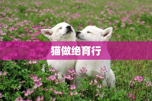 貓做絕育行