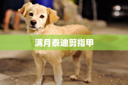 滿月泰迪剪指甲