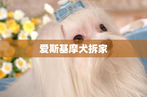 愛斯基摩犬拆家