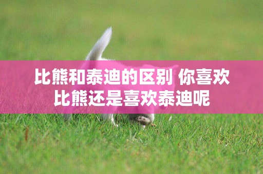 比熊和泰迪的區別 你喜歡比熊還是喜歡泰迪呢